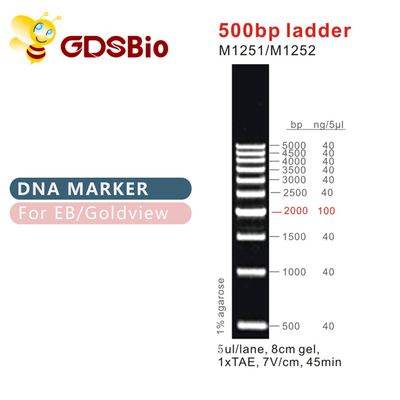 古典的なDNAの梯子及びマーカー500bpの梯子M1251/M1252