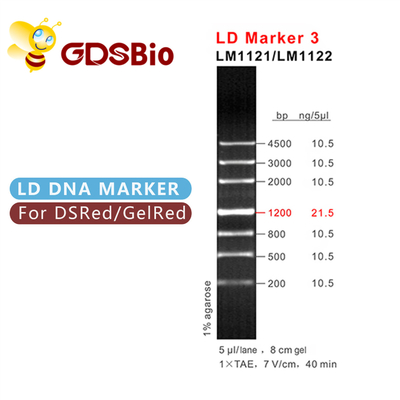 GDSBio LDのマーカー3 DNAのマーカーの電気泳動60の準備